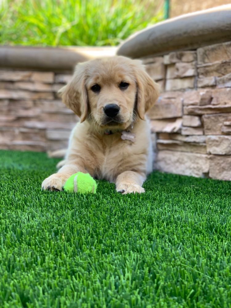 Puppy relaxing on pet turf, waiting for someone to throw the tennis ball.