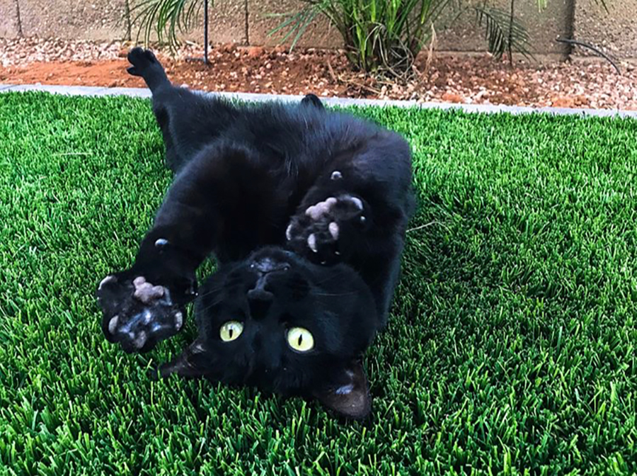 Cat rolling around on pet artificial turf.