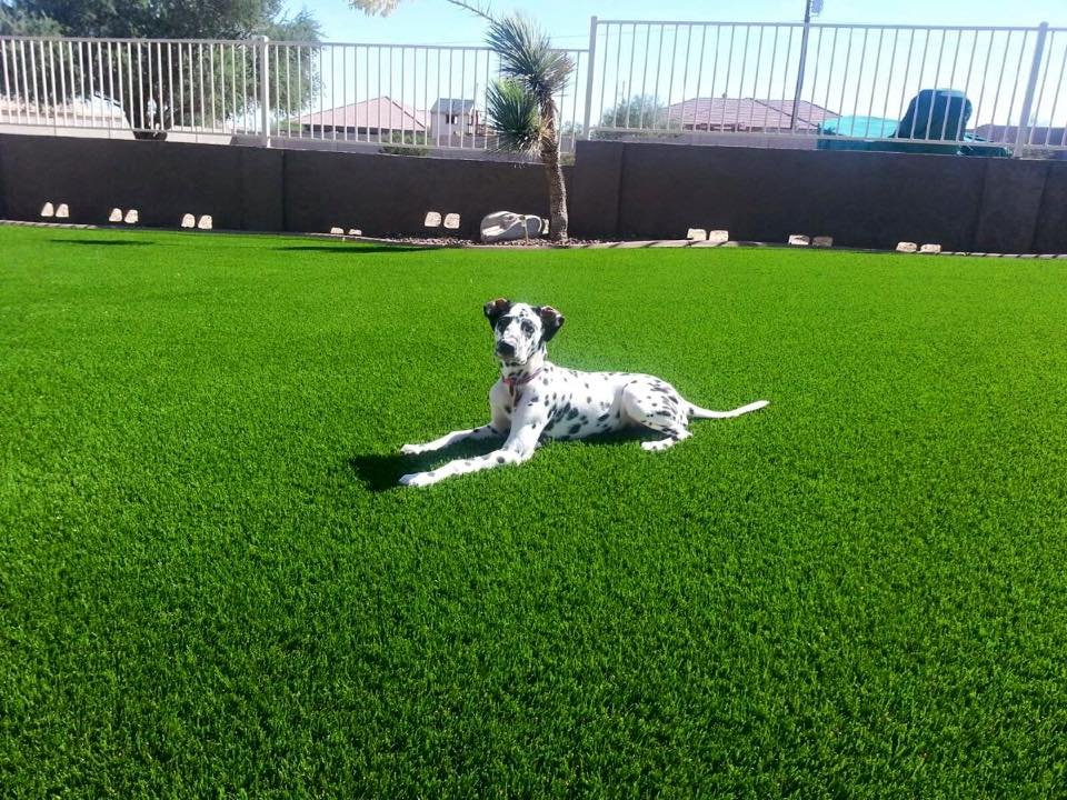 Puppy taking a quick break from running around on artificial grass.