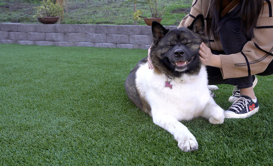 Dog enjoying a massage while sitting on artificial grass.