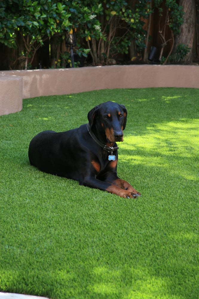 Dog contemplating life on pet turf.