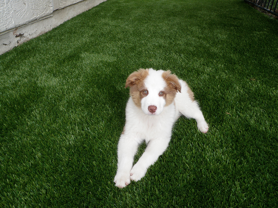 Dog relaxing on artificial grass pet run.